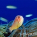 anemonefish_pink_bs_h_0705_png469.jpg